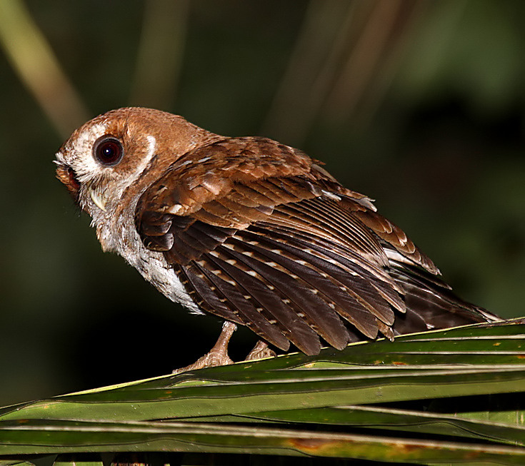 Fulvous Owl, Strix fulvescens